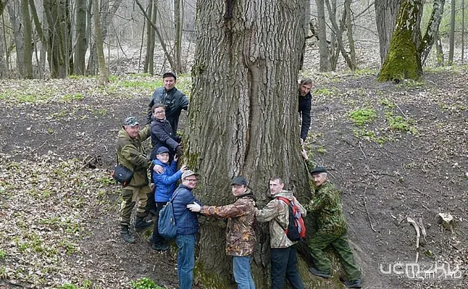 Меркуловский дуб борется за звание «Дерево года»