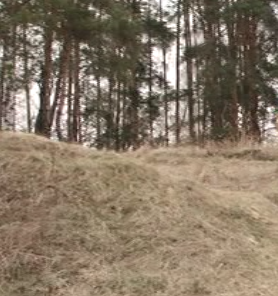 Орловщина в списке. Авиалесоохрана опубликовала прогноз на август о горимости лесов