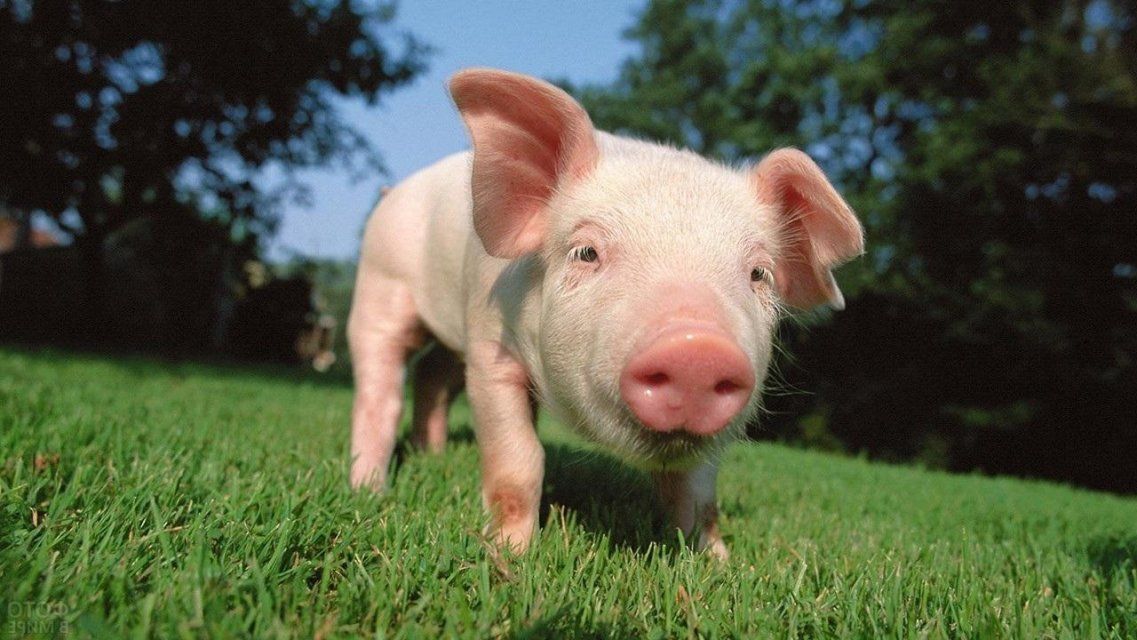 Орловчанам расскажут, чем опасно зараженное АЧС мясо