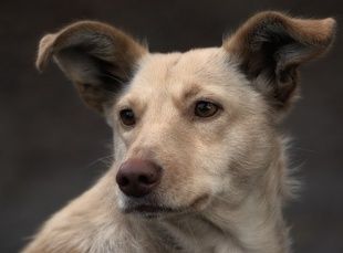 Спасатели МЧС спасают животных и людей от животных