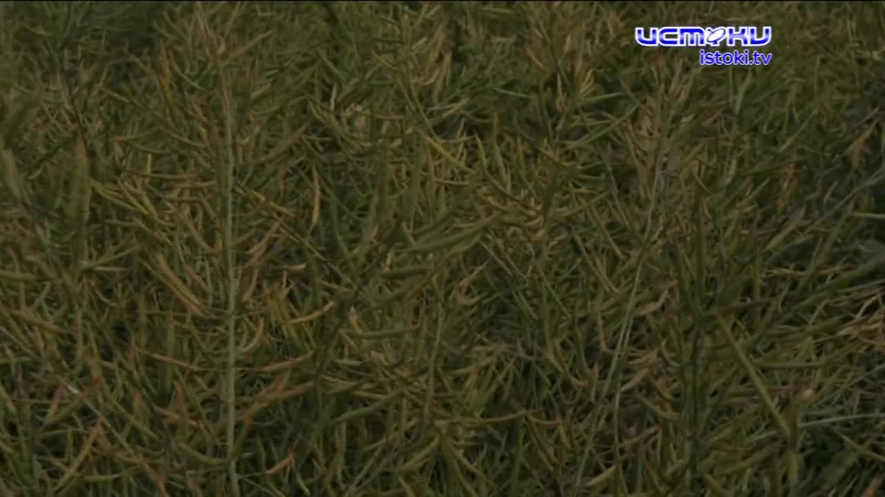 Экспертное мнение 16.07.2024