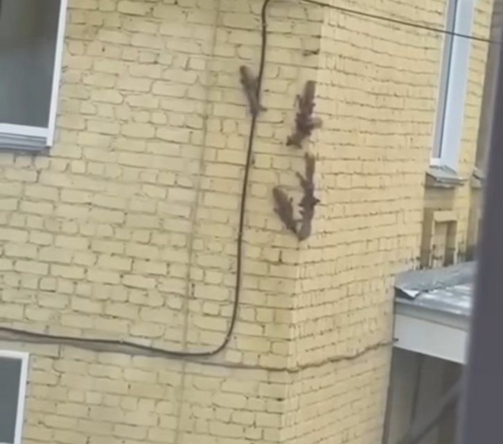 В Орле беличий переполох: Пушистые хулиганы штурмуют стены дома 