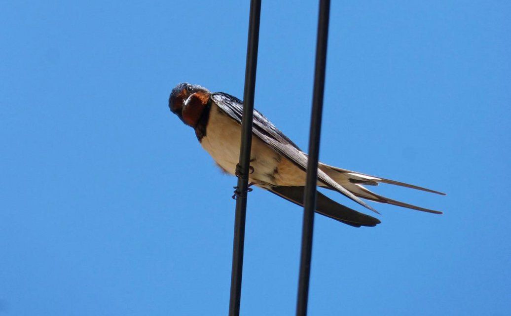 Двое орловчан в Покровском районе украли провода с линии электропередачи