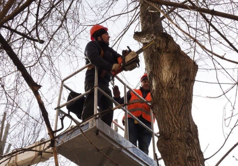 Клычков наконец-то обратил внимание на жалобы орловчан по поводу выпиловки деревьев 