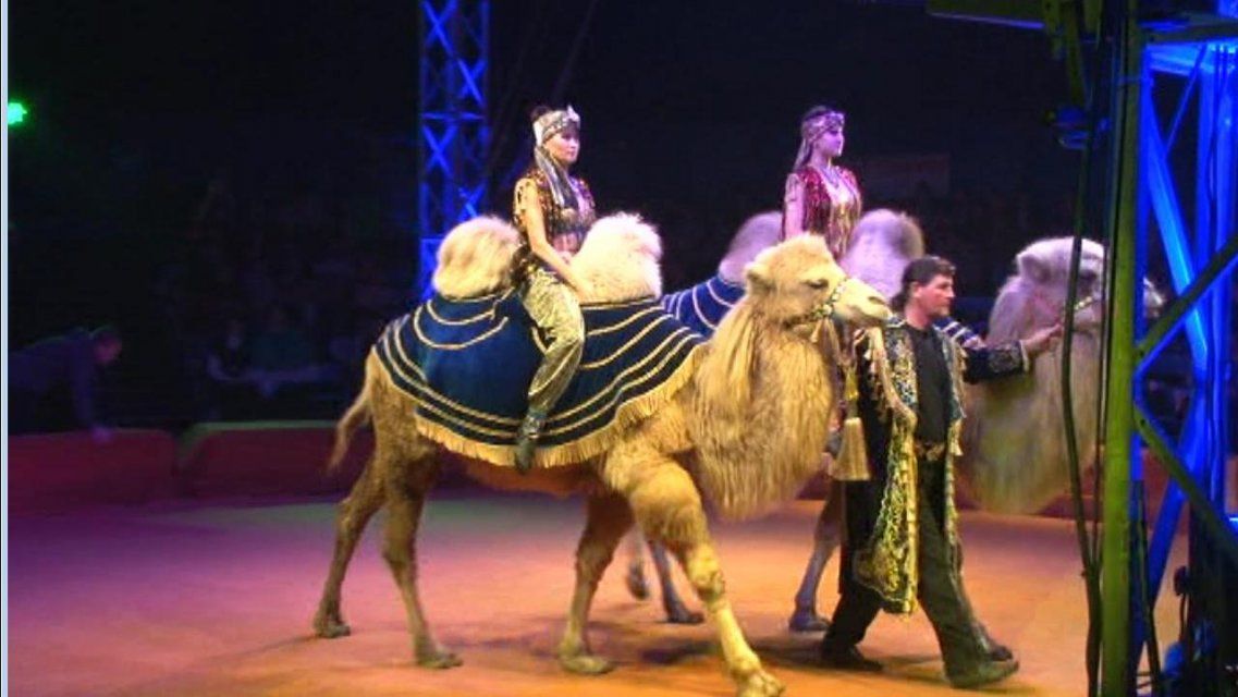 Орловскому цирку не на что кормить животных