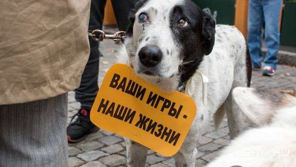 Завтра в Орле состоится пикет в защиту бездомных животных
