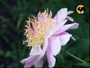 Сад и огрод - Пионы в саду, Ландшафтные хитрости