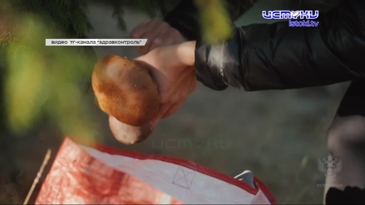 Грибы грибам рознь