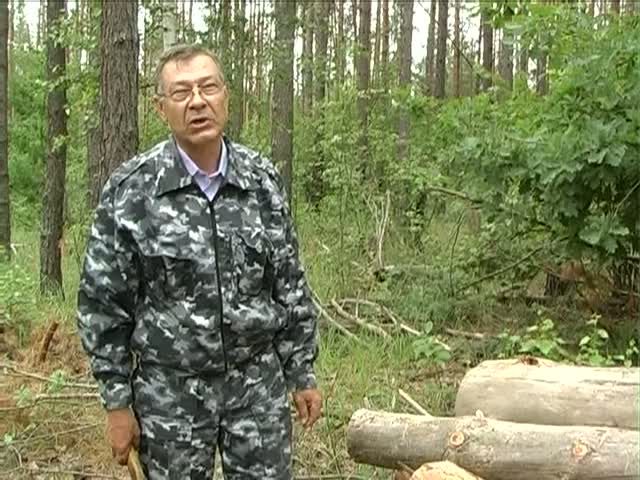 Жуки-усачи губят леса Орловщины 