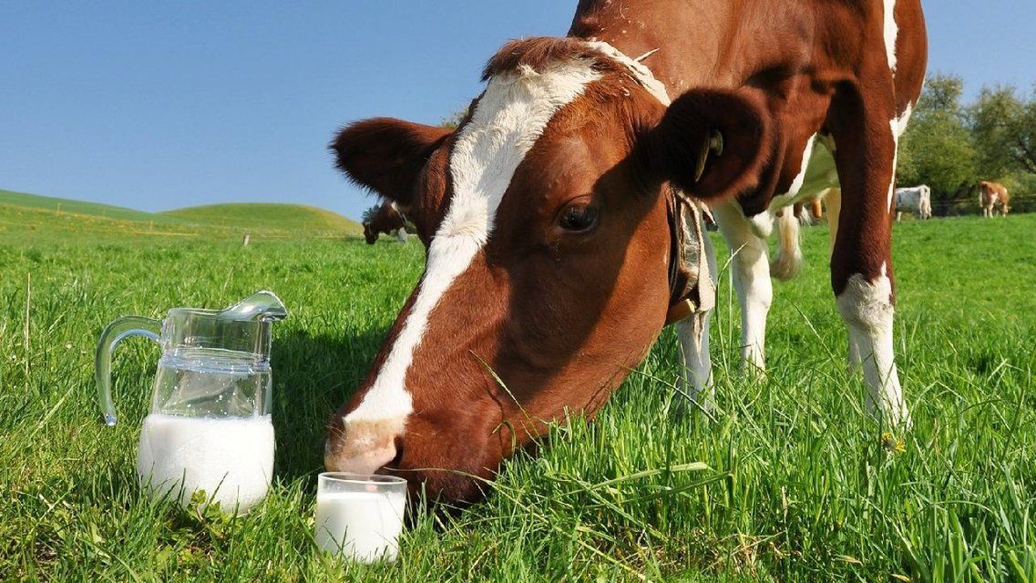 Орловчанам расскажут, чем опасно молоко от больных маститом коров