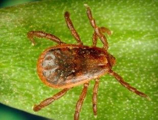 На Орловщине более 40 человек пострадали от укусов клещей