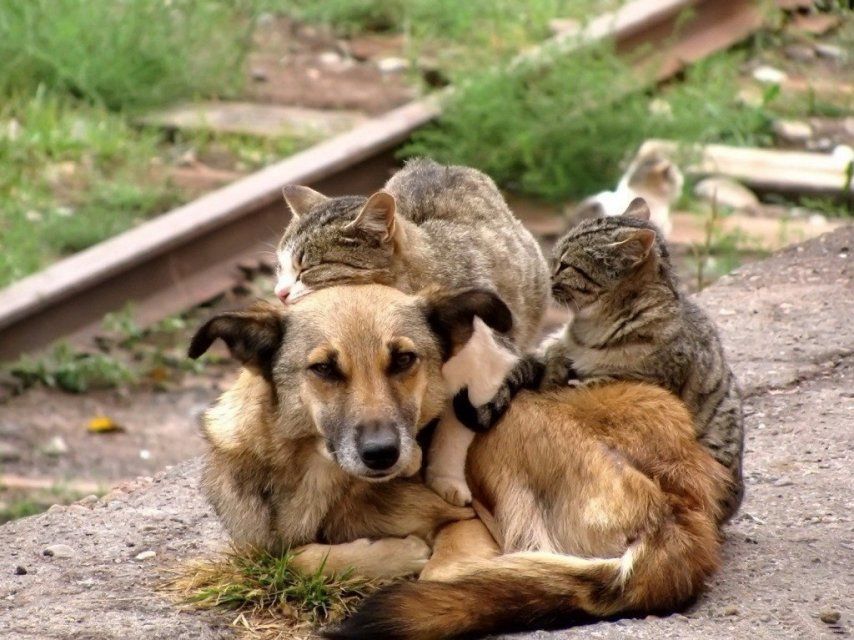 В Орловской области займутся отловом бездомных собак и кошек