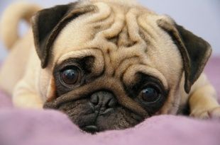 Житель Болховского района украл у родственников мопса