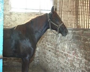 На Орловском ипподроме прошли испытания лошадей рысистых пород 