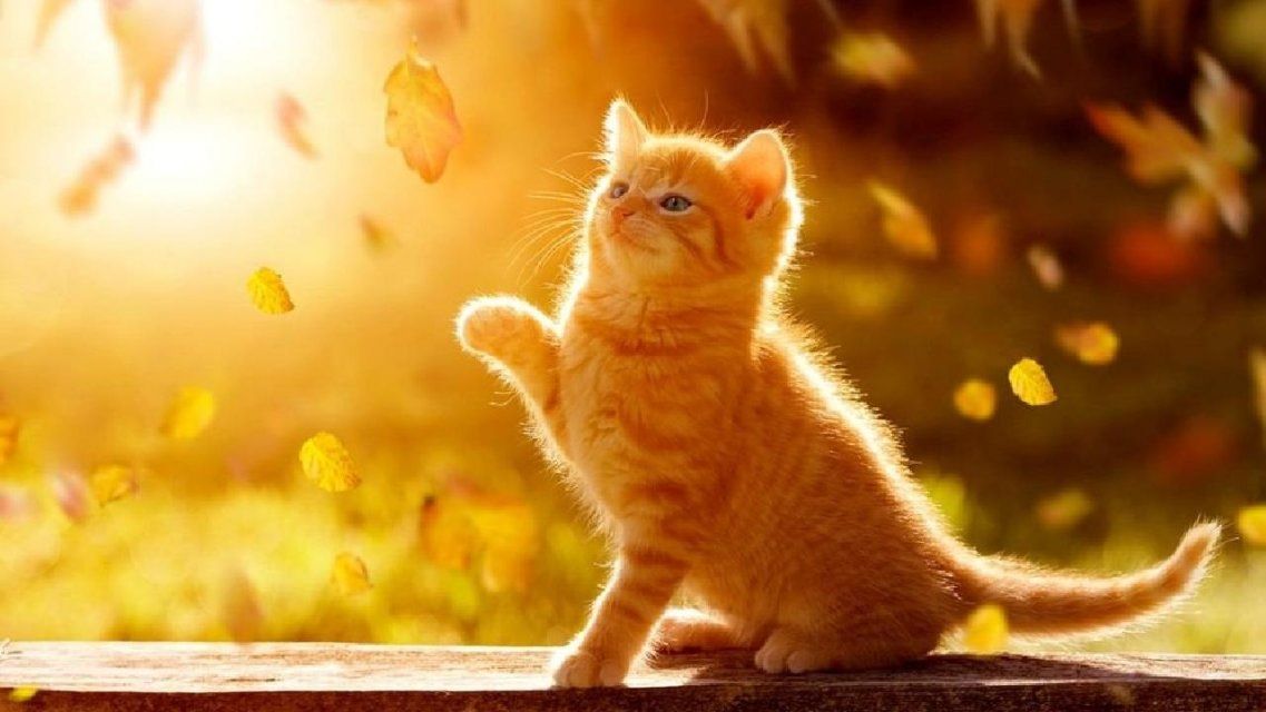 18 октября орловчан ждет еще один солнечный и теплый день