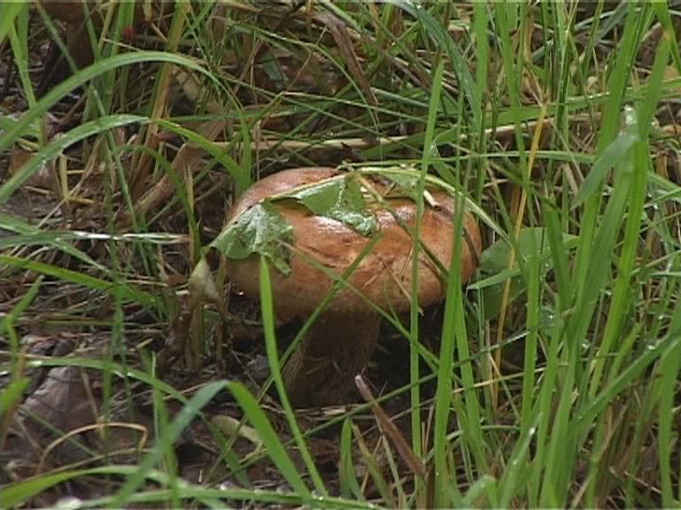 Грибы могут завести далеко в лес