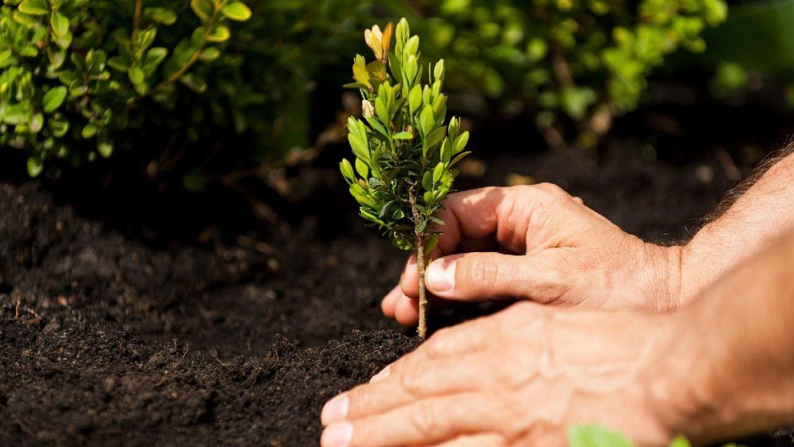 За месяц зеленый фонд Орла пополнился на 2000 деревьев