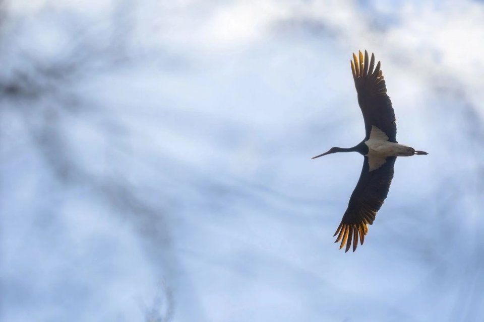Подарок пернатым