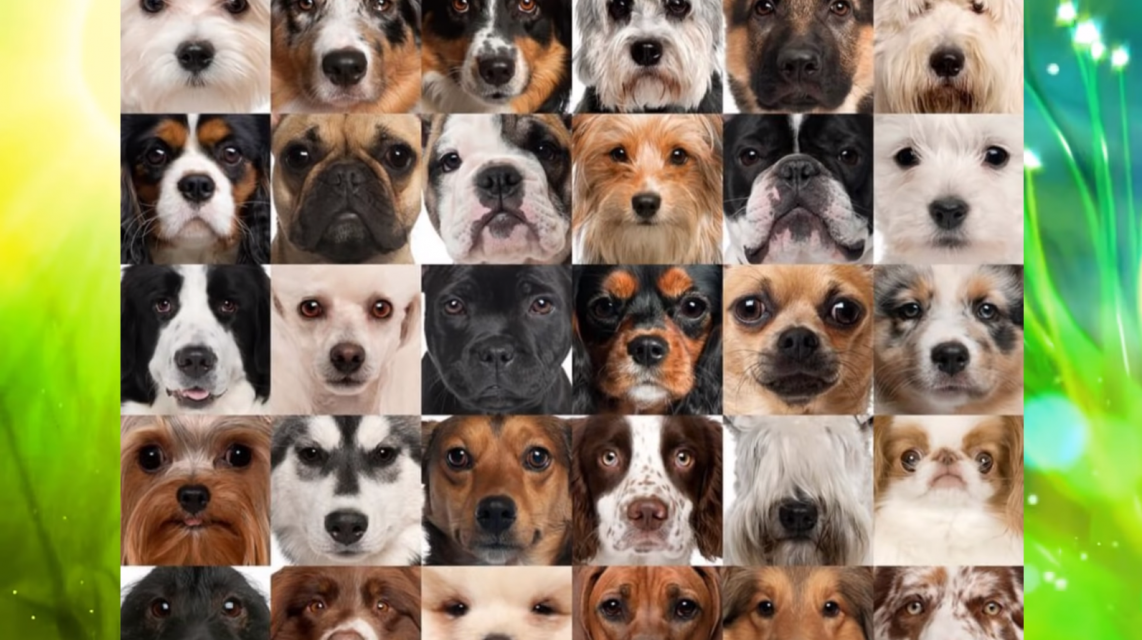 Какая порода собак самая любимая у Орловчан