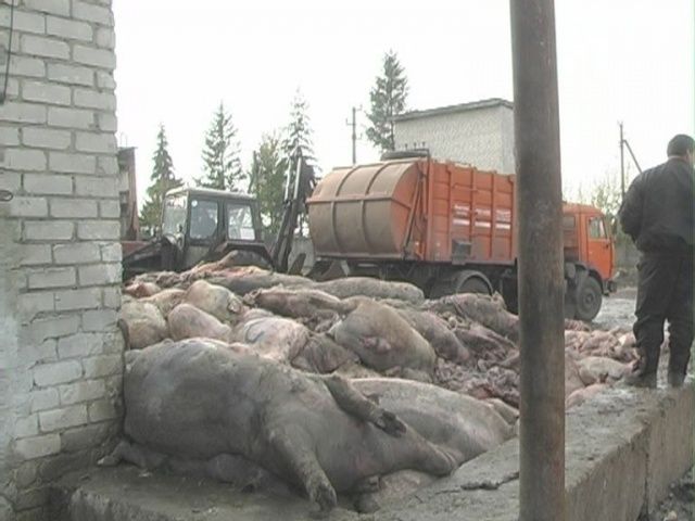 Килограммы мяса на утилизацию