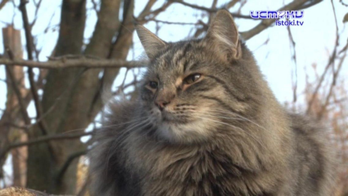 Кошачье царство: орловчанка создала приют для искалеченных и брошенных животных