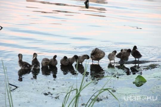 Не каждая мать так сможет