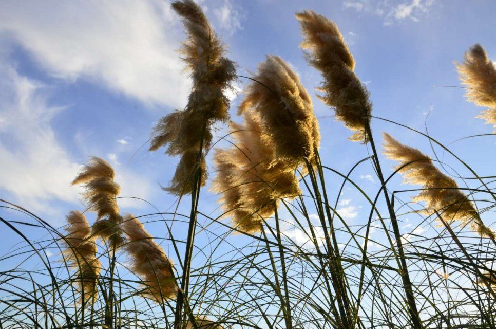 +20 °C и ветерок: пятница в Орле будет прохладной 