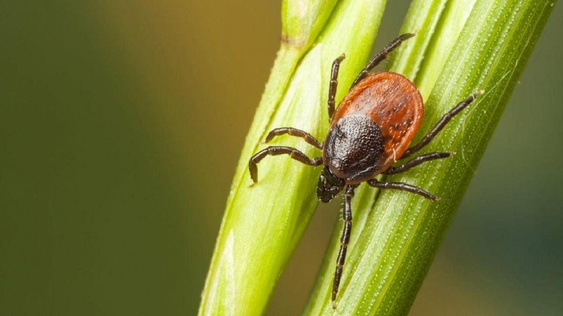 От активности клещей на Орловщине пострадало уже почти 400 человек 