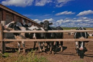 Оказывать поддержку фермерским хозяйствам обещают продолжить