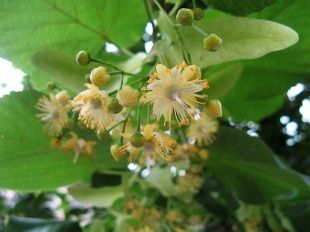 Орловские полицейские поучаствовали в акции «Всероссийский День посадки леса»