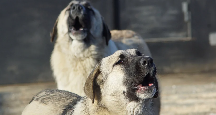 Следственный комитет подготовит изменения законодательства после смертельных нападений собак на людей