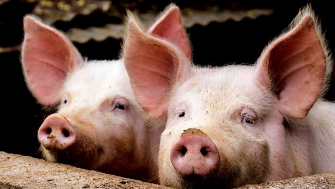 Орловской области может грозить перспектива сброса жидких навозных стоков