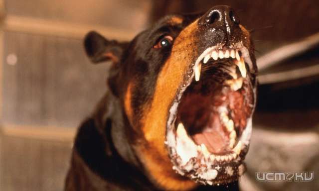 В Урицком и Болховском районах введен карантин по бешенству