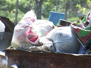 Мусор, собаки и ливневки остаются головной болью городских чиновников 