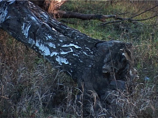 Законно ли вырубают деревья в деревне Жилина