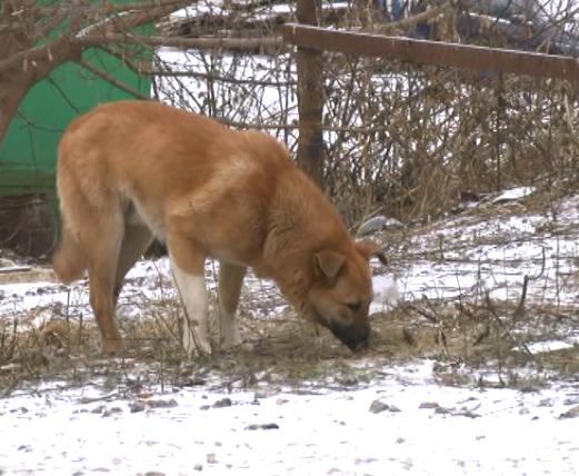 Извечный спор, которому похоже нет конца. Что делать с растущим числом бездомных животных и как призвать к порядку владельцев четвероногих? Ответы на эти вопросы пытались найти, но не нашли