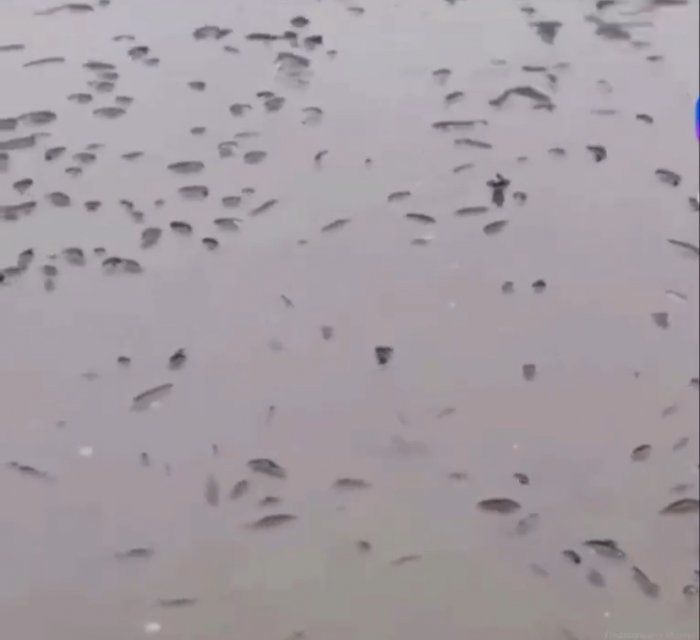 Массовая гибель мальков: пруд под Орлом превратился в кладбище рыбы