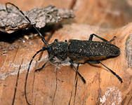 Леса Дмитровского района атаковали усачи