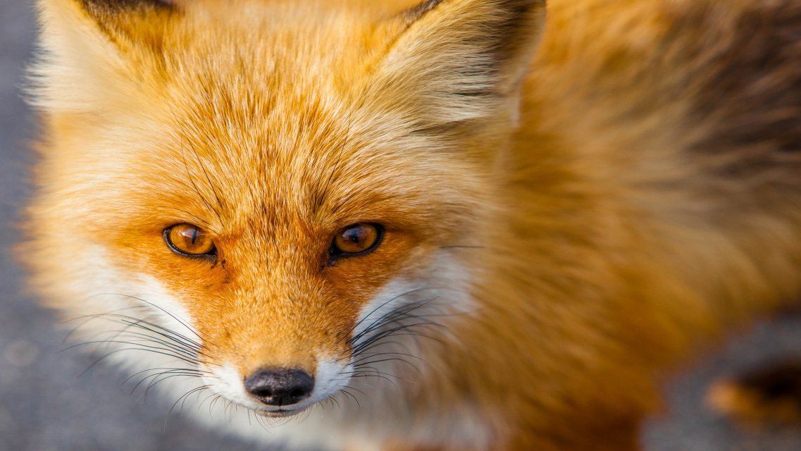 Рядом с подворьем жителя Урицкого района нашли бешеную лису