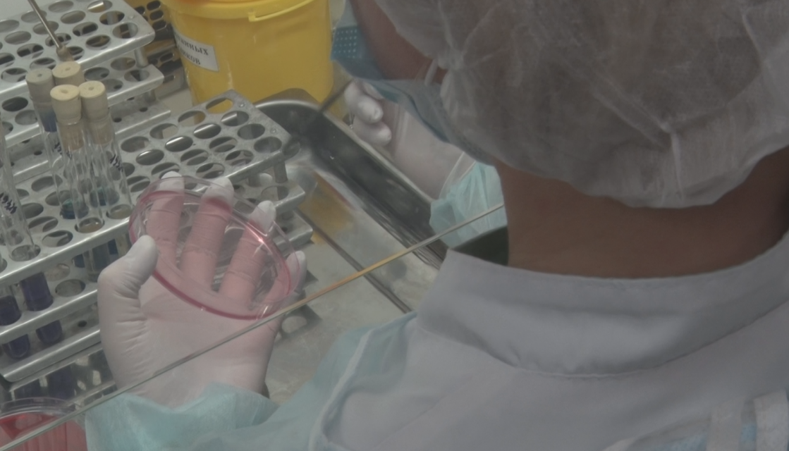 О закулисье фитосанитарной лаборатории