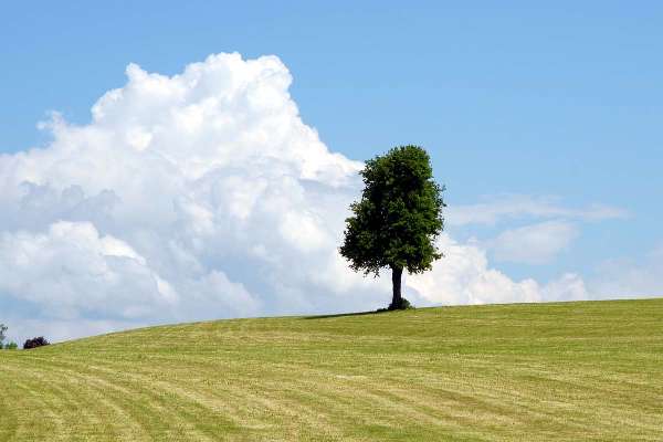 Экспертиза договоров купли-продажи, дарение земельных участков