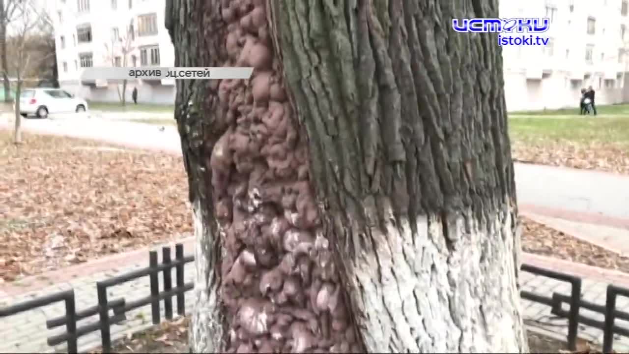 Его посадили в честь отмены Крепостного права, из-за него изменили архитектуру домов Бульвара Победы в Советские годы. Но халатности современных чинов...