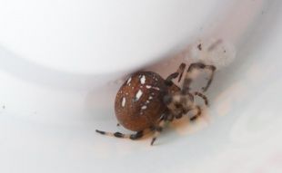 Жительница Ливенского района нашла у себя в квартире необычного паука