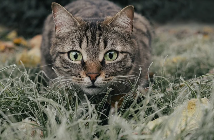 Вмешательство Андрея Клычкова позволило спасти замурованную кошку