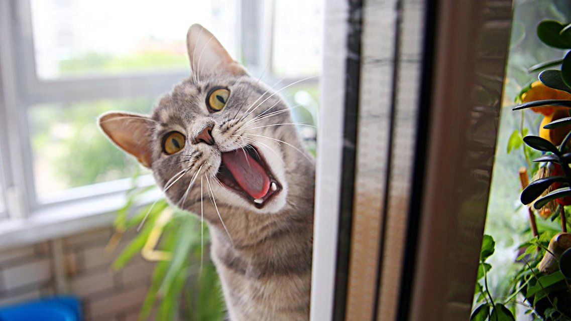 Кот-путешественник и брошенные щенки: орловские спасатели выручили четверолапых