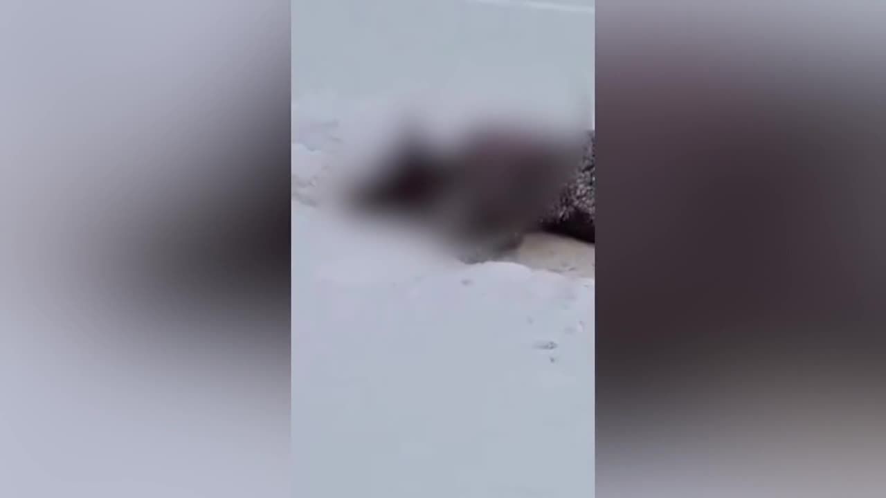 Два браконьера из Брянска застрелили орловских зубров