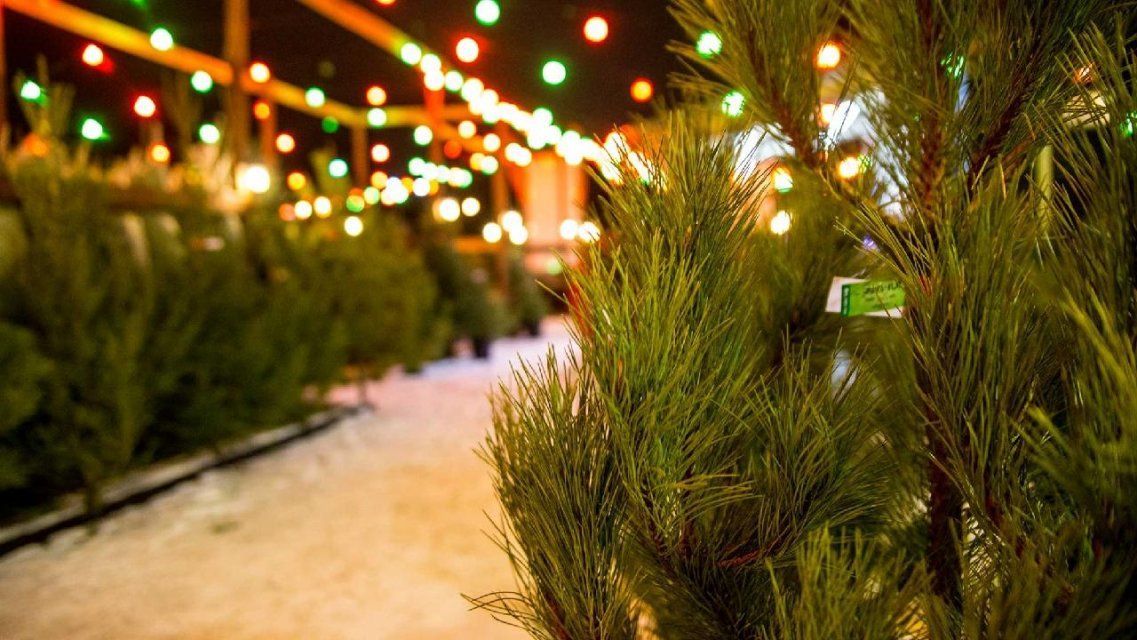 Несмотря на пандемию, на Орловщине будут работать елочные базары