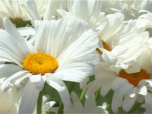 Ретро FM : от влюбленности до любви 