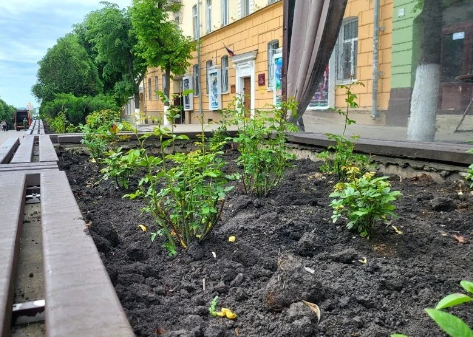 В Орле высадят 1000 роз. В центре.