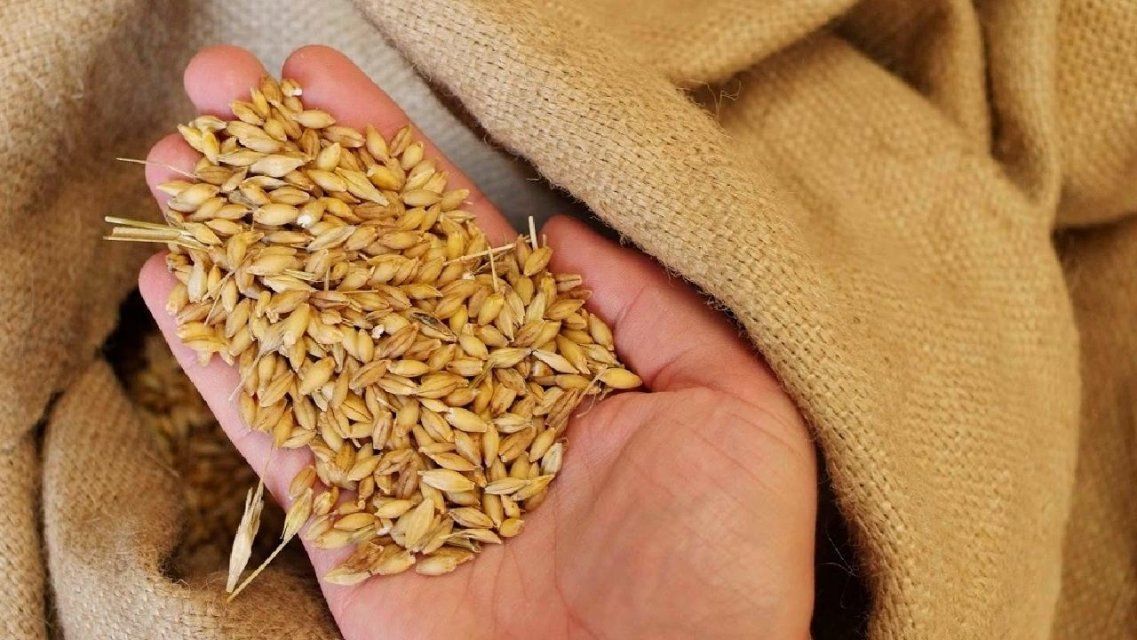Орловчанам расскажут, сколько опасного зерна запретили вывозить из РФ